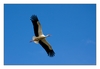 da fliegt er dahin, der Storch ......