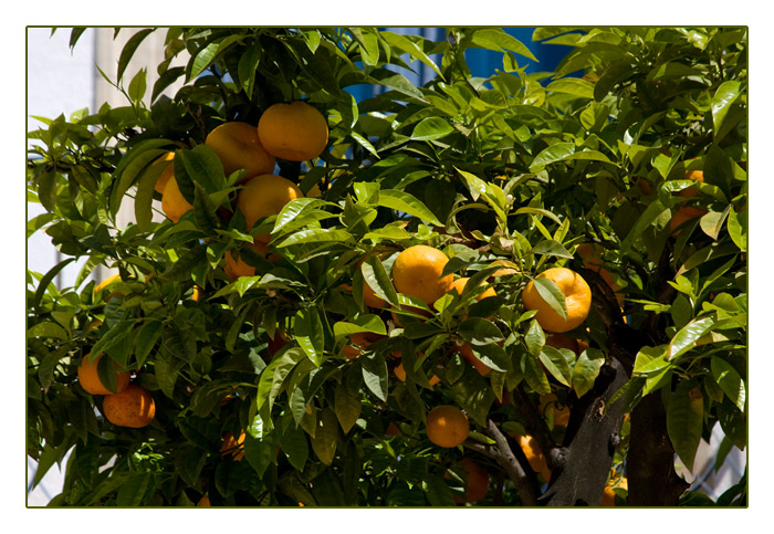 Mandarinenbäume mitten in in der Stadt, Tossa de Mar