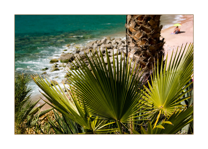 Blick zwischen hohen Palmen aufs Meer