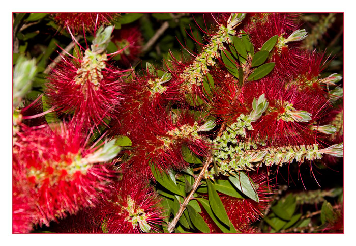 Zylinderputzer- oder Flaschenputzerbaum, Callistemon citrinus, Callistemon leavis