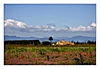 Blick über ein Wildblumenfeld auf eine Bodega und die Pyrenäen