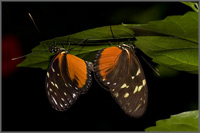 Schmetterlinge Insel Mainau