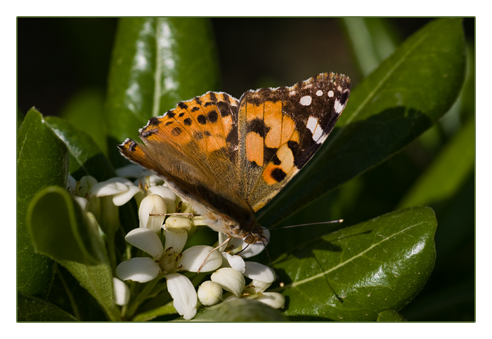 Distelfalter (Vanessa cardui; Syn.: Cynthia cardui)