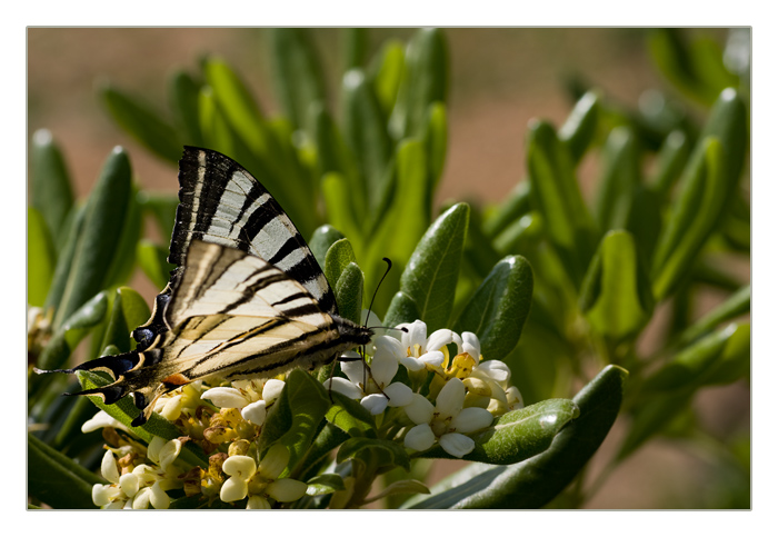 Segelfalter, Iphiclides podalirius, Scarce Swallowtail