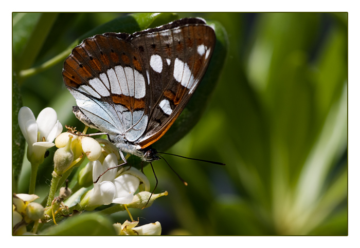 Kleine Eisvogel (Limenitis camilla, Syn. Ladoga camilla, auch Kleiner Eisfalter