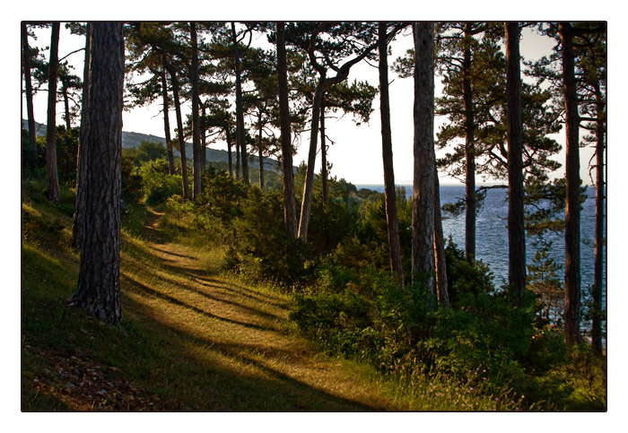 ein kleiner Wald bei Osor im Abendlicht, am Kanal zwischen der Insel Cres und Lošinj (Losinj)