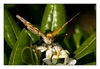 Distelfalter (Vanessa cardui; Syn.: Cynthia cardui) Insel Rab, Kroatien