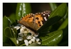 Distelfalter (Vanessa cardui; Syn.: Cynthia cardui) Insel Rab, Kroatien