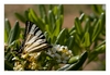 Segelfalter, Iphiclides podalirius, Scarce Swallowtail, Insel Rab, Kroatien