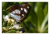 Kleiner Eisvogel (Limenitis camilla, Syn. Ladoga camilla), auch Kleiner Eisfalter, Insel Rab, Kroatien