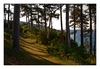 ein kleiner Wald bei Osor im Abendlicht, am Kanal zwischen der Insel Cres und Lošinj (Losinj), Kroatien