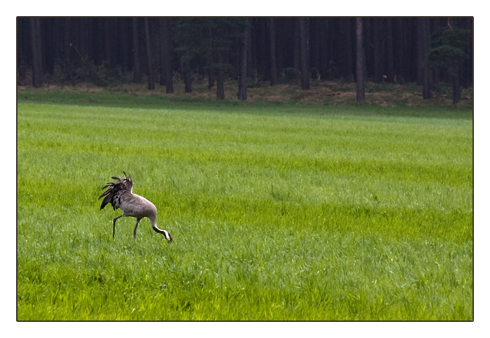 irgend ein Vogel