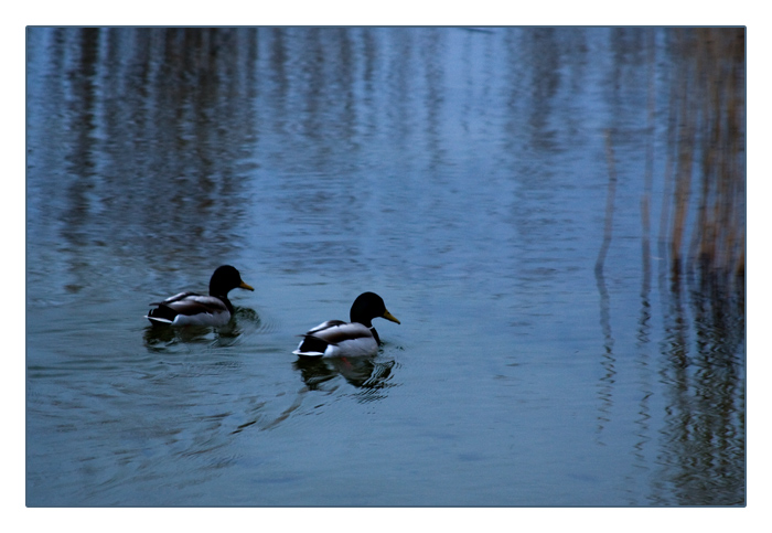 Enten auf dem Plauer See zur blauen Stunde