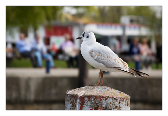 Möwe am Hafen, Waren an der Müritz