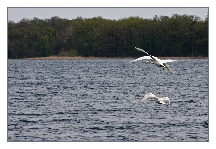 Gänse beim Flug über den See