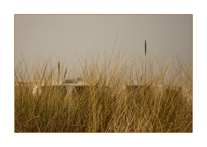 Dünengras, Binz, Insel Rügen