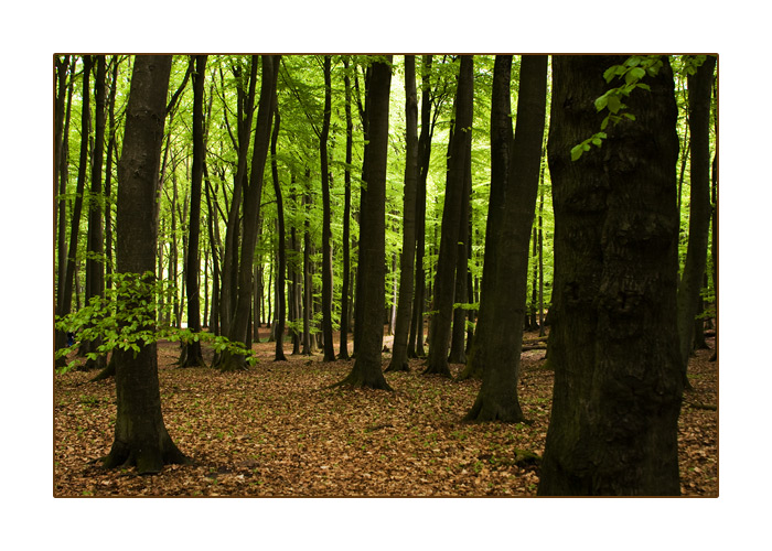 Frühlingswald, Nationalpark Jasmund, Insel Rügen