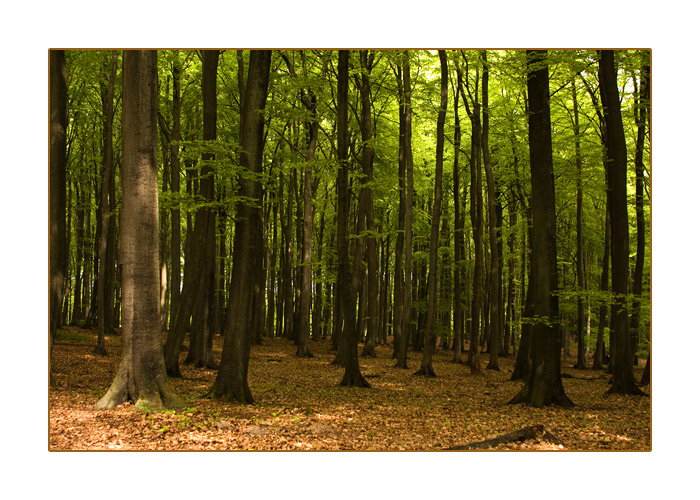 Frühlingswald, Nationalpark Jasmund, Insel Rügen