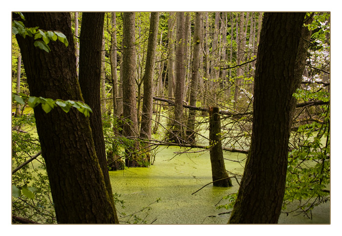 Schwarzerlen in der Moorlandschaft "Modderstubben" in der Nähe des Herthasees, Stubbenkammer/Rügen