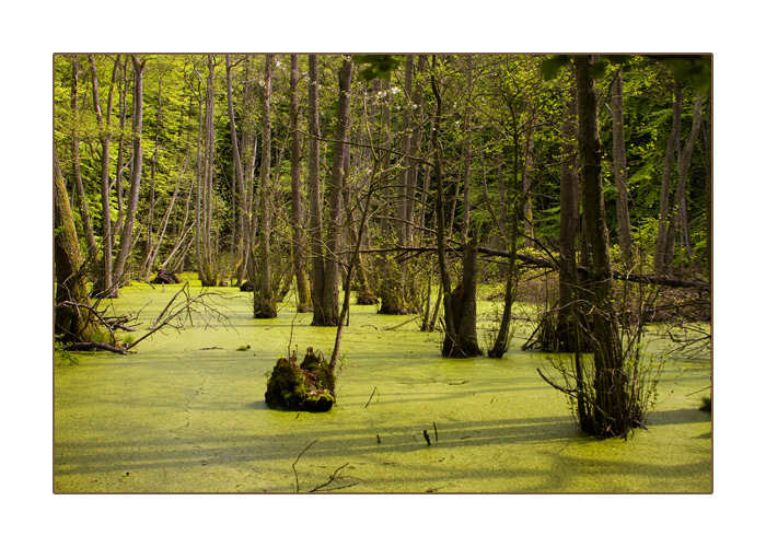 Schwarzerlen in der Moorlandschaft "Modderstubben" in der Nähe des Herthasees, Stubbenkammer/Rügen