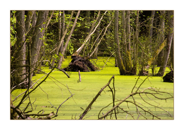 Schwarzerlen in der Moorlandschaft "Modderstubben" in der Nähe des Herthasees, Stubbenkammer/Rügen