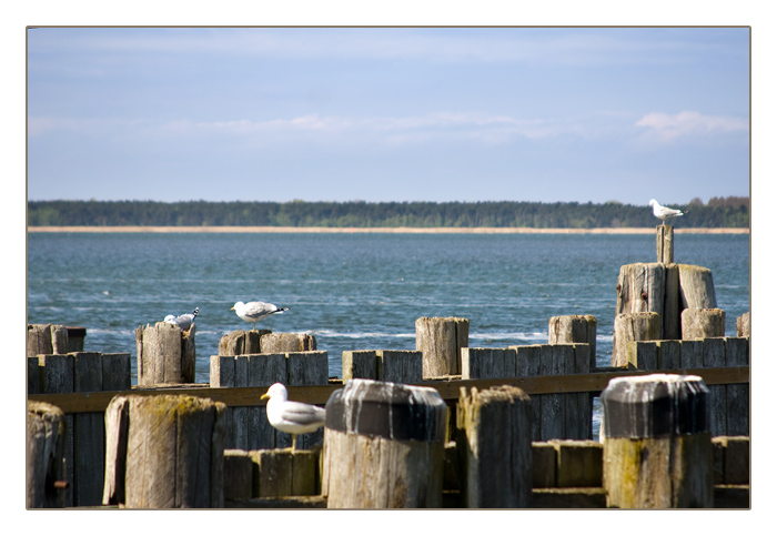 Möwen an der Wittower Fährüberfahrt, Insel Rügen