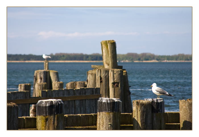 Möwen an der Wittower Fährüberfahrt, Insel Rügen