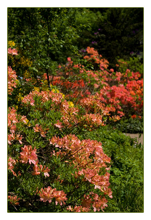 Rhododendren- Garten, Wörlitzer Park