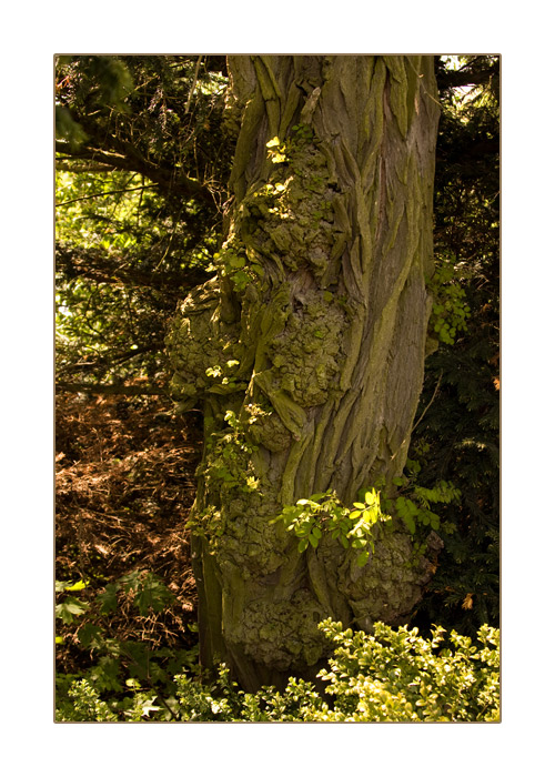 alter Baum im Wörlitzer Park