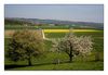 Frühlingslandschaft mit Obstblüte