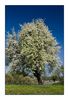 Frühlingslandschaft mit Obstblüte