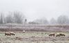 Schafweide im Nebel (Ohmden, Wiestal)