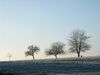 Obstbaumwiesen im Winter