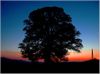 unsere K&ouml;nigslinde im Sonnenuntergang