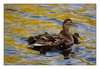 Entenfamilie am Kanal bei Lisse