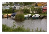 schwimmende Schilfinsel in einem Kanal (Ijsselmeer, Molkwerum bei Koudum)