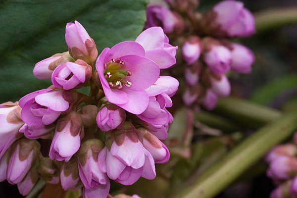 Dickblatt-Bergenie Bergenia crassifolia