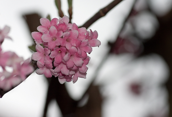 Winterschneeball, Duftschneeball (Viburnum x bodnantense)