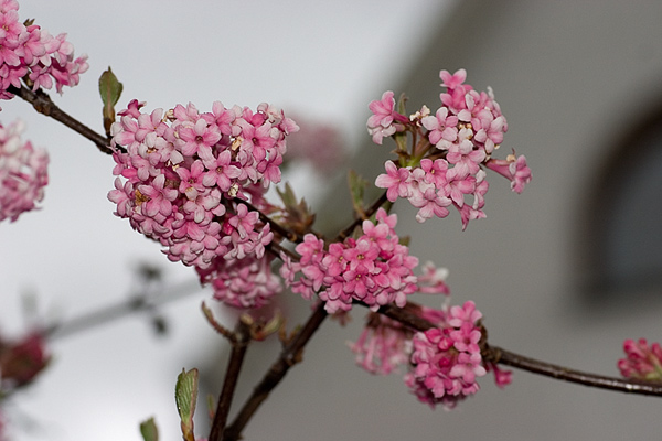 Winterschneeball, Duftschneeball (Viburnum x bodnantense)