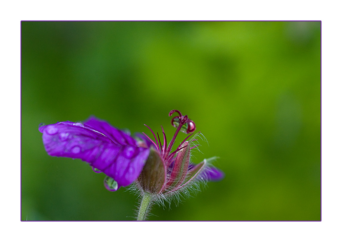 Storchschnabel 
(Geranium)