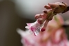 Blüten an Frühlingssträucher mit Eiszapfen (Winterschneeball, Duftschneeball-Viburnum x bodnantense)