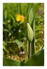 Tulpe