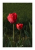 Tulpen