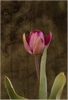 Tulpe