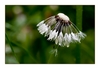 Pusteblume nach dem Regen