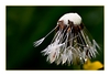 Pusteblume nach dem Regen