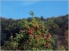 Apfelbaum