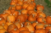 Kürbisse (Pumkin)