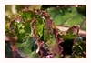 Wassertropfen