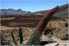 Natternkopf, Rote Tajinaste (echium wildpretii) am Pico del Teide